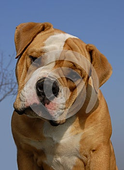 Olde english bulldog