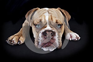 Olde english bulldog black background