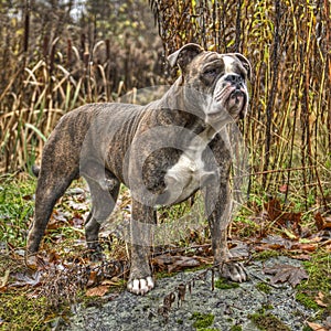 Olde English Bulldog in HDR