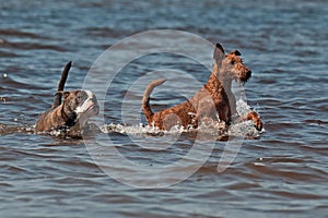 Olde English Bulldog and the Irish Terrier playing