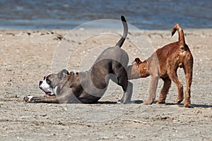 Olde English Bulldog and the Irish Terrier playing