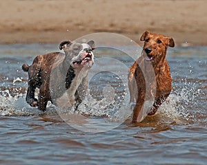 Olde English Bulldog and the Irish Terrier playing