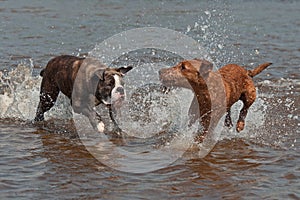 Olde English Bulldog and the Irish Terrier playing