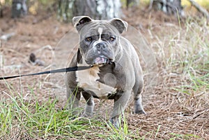 Olde English Bulldog outside on leash