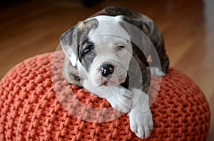 Olde English Bulldog puppy