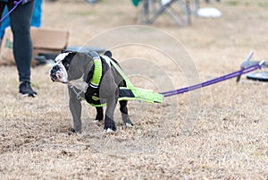 Olde English Bulldog during a weight pull challenge