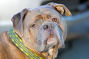 Olde English Bulldogge