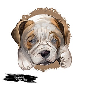 Olde English Bulldogge digital art illustration of cute dog muzzle isolated on white. Leavitt Bulldog hand drawn
