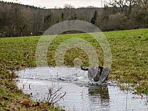 Inglés el perro en Agua charcos en bosque sobre el nublado 