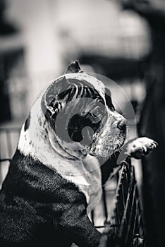 Olde English Bulldogge dogs looking for a sadly lost friend,  black and white image