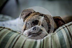 Olde English Bulldogge On Pillow