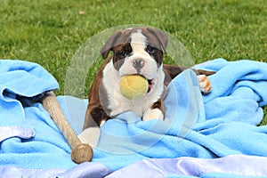 Olde English Bulldogge Puppy with Ball and Baseball Bat