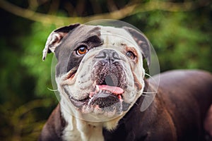 Olde English Bulldogge showing off his tongue. Photography taken in France