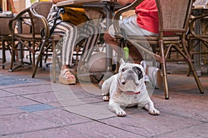 An Olde English Bulldogge to a coffee