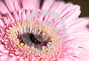 olden Rosette: Glistening Light Pink Barbeton Daisy in a Shower of Golden Dust