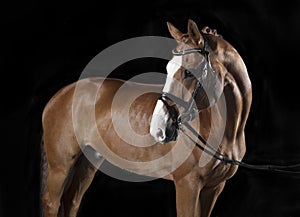 Oldenburg Horse Studio Black Background