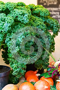 Oldenburg Kale