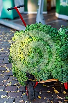 Oldenburg Kale