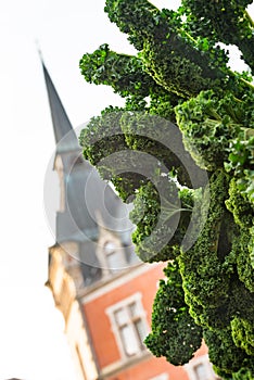 Oldenburg kale