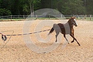 Older Arabian brown and white mature horse in pasture being exercised