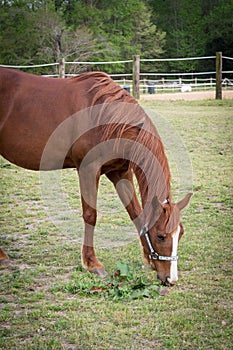 Older Arabian brown and white mature horse in pasture eating grass vegetation in field on ranch
