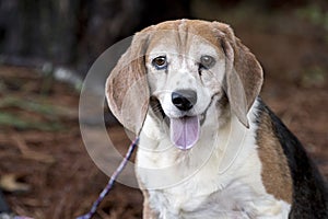 Older Beagle dog outside on leash