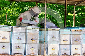 Older beekeepers