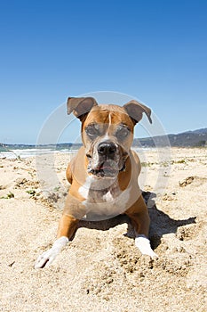 Older Boxer Dog Beach