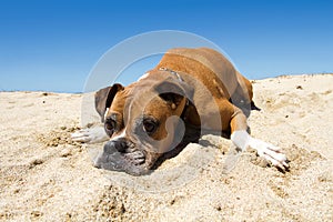 Older Boxer Dog Beach