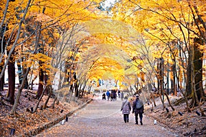 Older couple walk through the autumn leaves