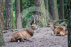 Older deer stag with a mature â€œhornâ€ with several antlers siting in a group