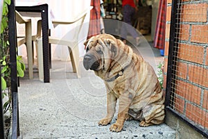 Older dog sharpei guards the entrance to the garden gate