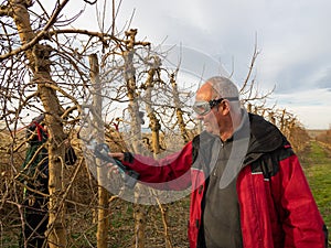Older farmer with safety goggles and electric pruning shears with Young farmer pruning tree
