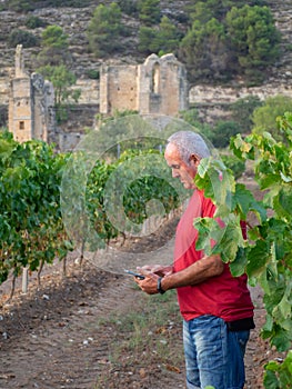 Older farmer in a vineyard with a ruined monastery in the background, looking at his cell phone