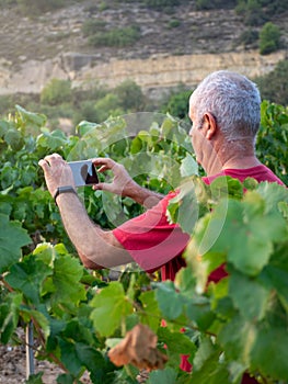 Older farmer in a vineyard taking a photo of the harvest with his cell phone