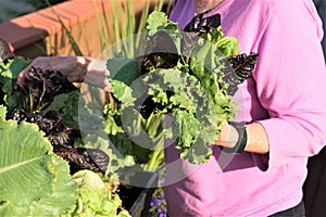 Elderly blond woman grows leafy greens vegetables