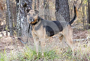 Older German Shepherd mix dog outside on leash