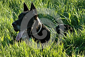 Older Great Dane with Wobblers