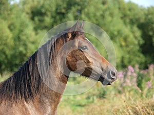 Older Horse