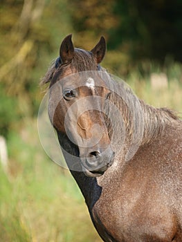 Older Horse