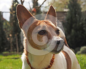 Older Jack Russell Terrier in the garden looks wisely to the side