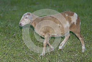 Older Katahdin sheep lamb