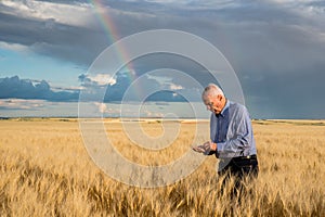 Older male farmer in wheat field examining seed under a rainbow