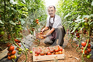 Older man picking fresh red cherry tomatoes harvest in wooden box in greenhouse. Agriculture family business