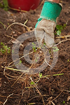 Older man working on his green bio garden on summer cottage