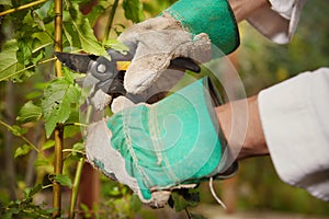 Older man working on his green bio garden on summer cottage