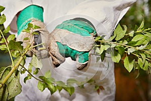 Older man working on his green bio garden on summer cottage