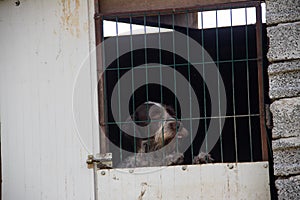 Older mature friendly brown and white dog behind bars in cage at animal shelter for abounded homeless dogs