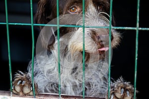 Older mature friendly brown and white dog behind bars in cage at animal shelter for abounded homeless dogs