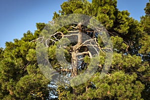 Older Pitsunda pine `Pinus brutia pityusa` on the embankment of Gelendzhik